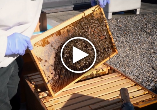 Bienen-Update: Februar 2020