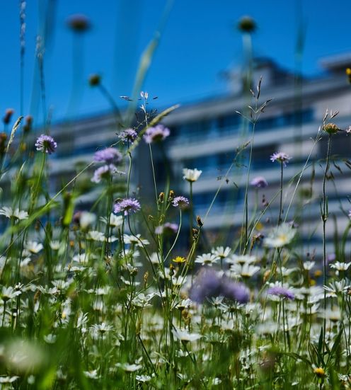 Magerwiesen am Lindenhofspital – Lebensräume voller Vielfalt 