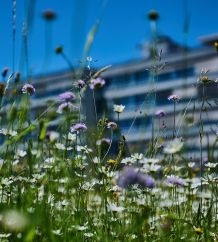 Magerwiesen am Lindenhofspital – Lebensräume voller Vielfalt 