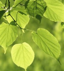 Brand auf dem Areal des Tierspitals