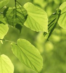 Starkes Miteinander: Die Lindenhofgruppe und die Orthopädie Sonnenhof sind gemeinsamer Silbersponsor