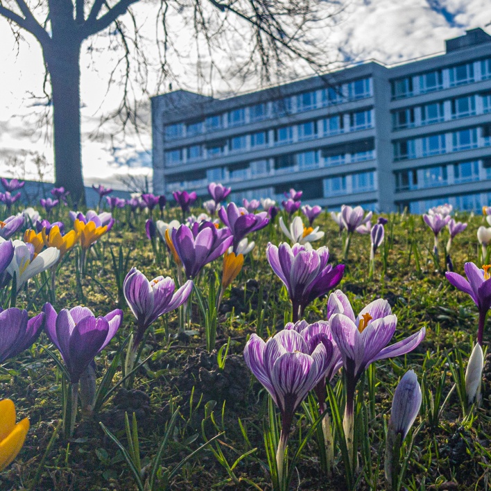 Frühlingsgefühle: Auf der grossen Wiese am Lindenhofspital leuchteten die Krokusse in kräftigen Farben. Auch zur Freude unserer #Lindenhofbienen. 