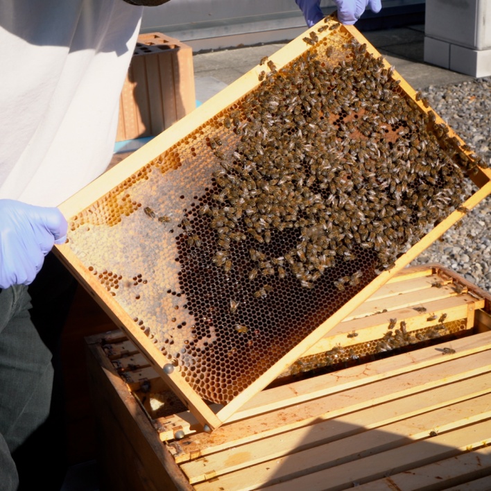 Es wurde Zeit, die Honigräume einzufügen. Denn die Bienen sammelten bei herrlichem Frühlingswetter fleissig Nektar und brauchten genügend Platz, um ihren Honig einzulagern.