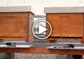 Bienen auf dem Dach des Lindenhofspitals